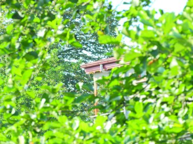 Doğal deniz ve orman manzarası