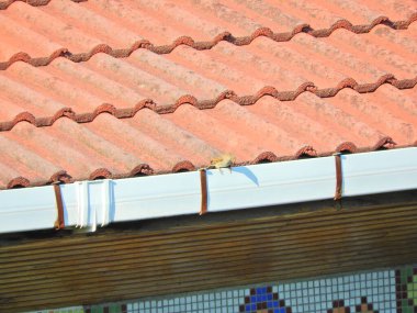 serçe kuş ağaç dalında kuş resmi