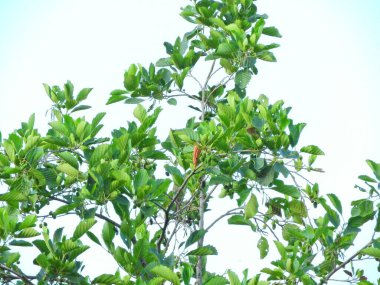 Doğal deniz ve orman manzarası