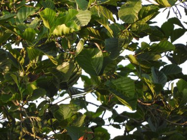 Doğal deniz ve orman manzarası