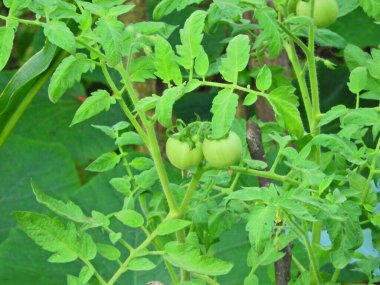 Doğal deniz ve orman manzarası