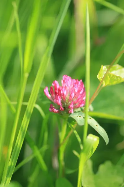 trifolium pratense bitki makro fotoğraf