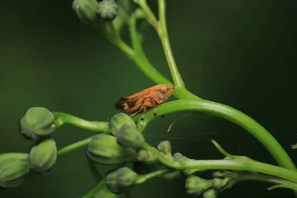 Cam kanatlı keskin nişancı böcek makro fotoğrafçılığı