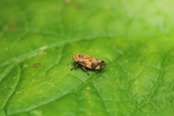 Cam kanatlı keskin nişancı böcek makro fotoğrafçılığı