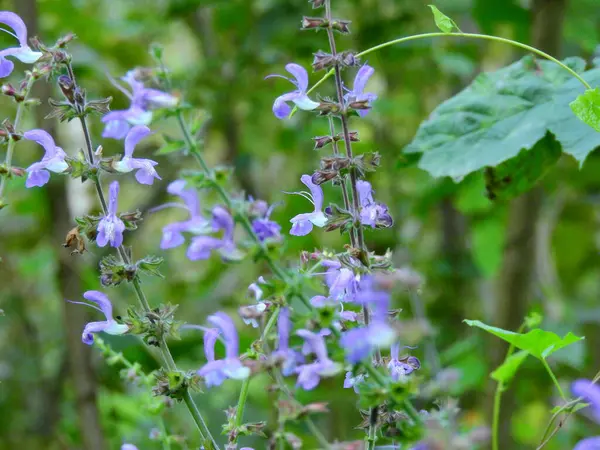 Doğal deniz ve orman manzarası