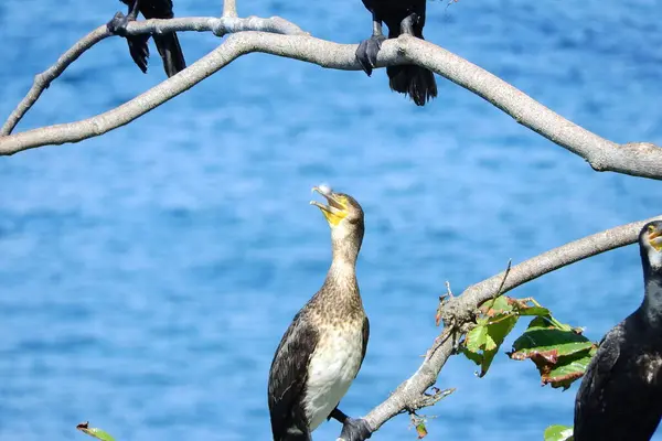 Deniz kıyısındaki büyük siyah karabatak