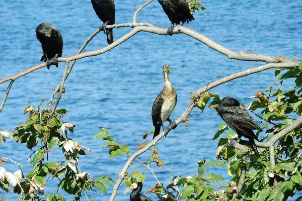 Deniz kıyısındaki büyük siyah karabatak