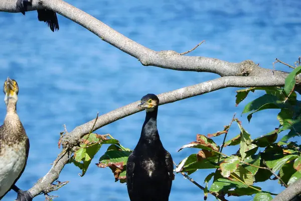 Deniz kıyısındaki büyük siyah karabatak