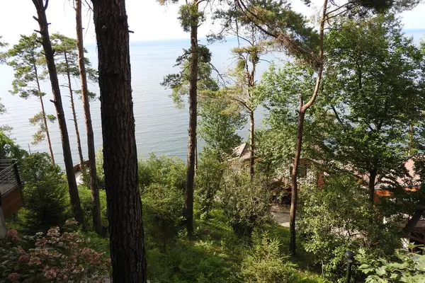 Doğal deniz ve orman manzarası