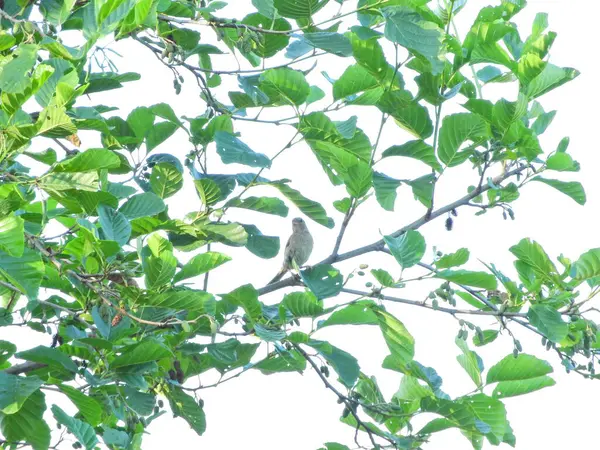 serçe kuş ağaç dalında kuş resmi