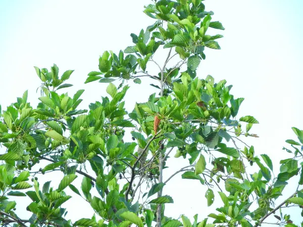 Doğal deniz ve orman manzarası