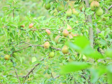Doğal düşmüş kırmızı elma fotoğrafı.