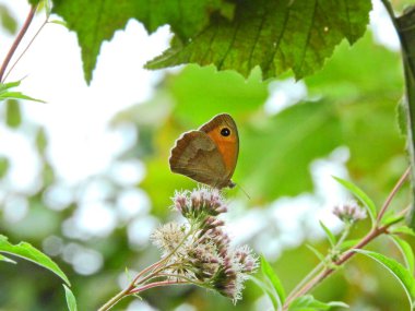 Vanessa Cardui kelebek makro fotoğraf