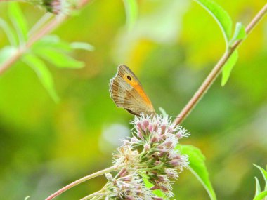 Vanessa Cardui kelebek makro fotoğraf