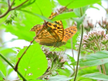 Vanessa Cardui kelebek makro fotoğraf