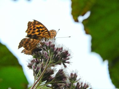 Vanessa Cardui kelebek makro fotoğraf