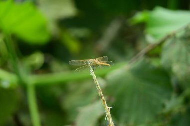 Sarı yusufçuk böceği makro fotoğrafı