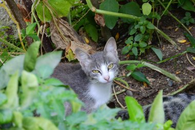 Küçük mavi gözlü kedi yavrusu fotoğrafı.