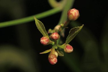 mandalina ağacı beyaz çiçekleri makro fotoğraf