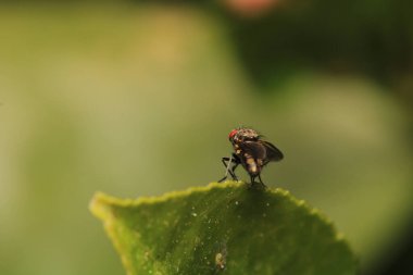 Dönen karasineğin makro fotoğrafı