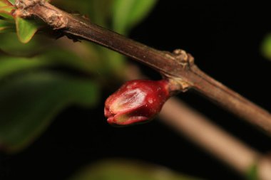 kırmızı yaprak tomurcuk makro fotoğraf