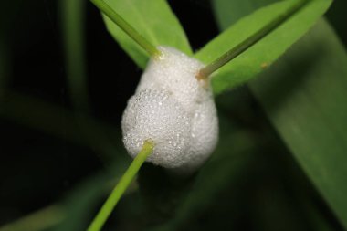 formica fusca ant böcek makro fotoğraf