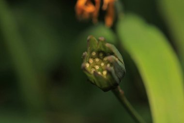 Karahindiba tohumları rüzgarda savruluyor.