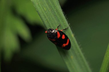 Cercopis incinebilir kırmızı böcek fotoğrafı