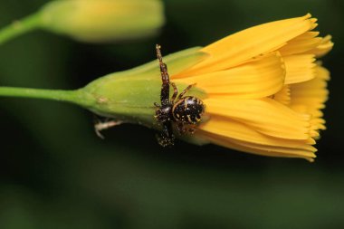 Xysticus kochi örümcek makro fotoğrafı