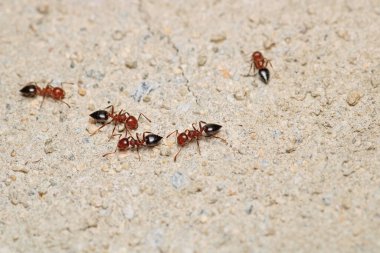 formica fusca ant böcek makro fotoğraf