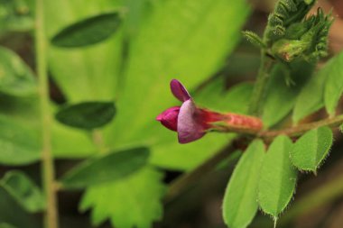 Daha büyük titreyen ot bitkisi makro fotoğrafı