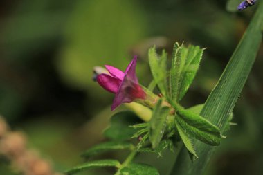 Daha büyük titreyen ot bitkisi makro fotoğrafı