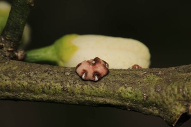 ceviz ağacı kabuğu bit böceği.