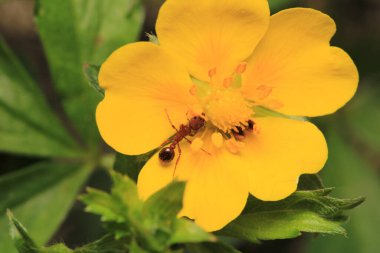 formica fusca ant böcek makro fotoğraf