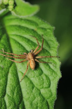 Doğal neriene peltata örümcek fotoğrafı