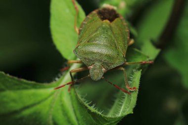 Halyomorfa Halys böcek makro fotoğrafı