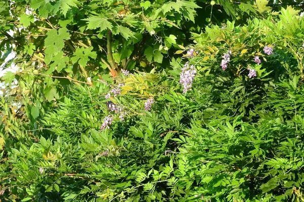 Daha büyük titreyen ot bitkisi makro fotoğrafı