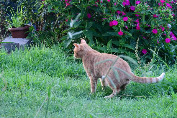 Küçük mavi gözlü kedi yavrusu fotoğrafı.