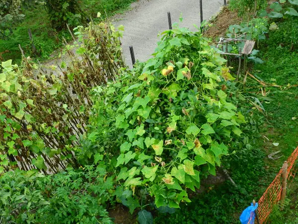 Daha büyük titreyen ot bitkisi makro fotoğrafı