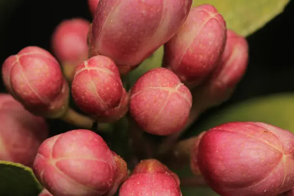 mandalina ağacı beyaz çiçekleri makro fotoğraf