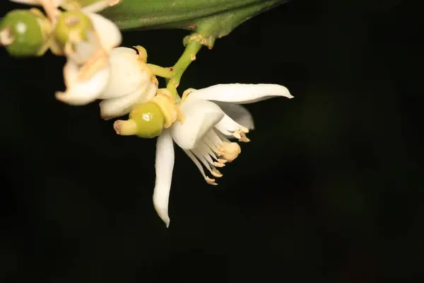 mandalina ağacı beyaz çiçekleri makro fotoğraf