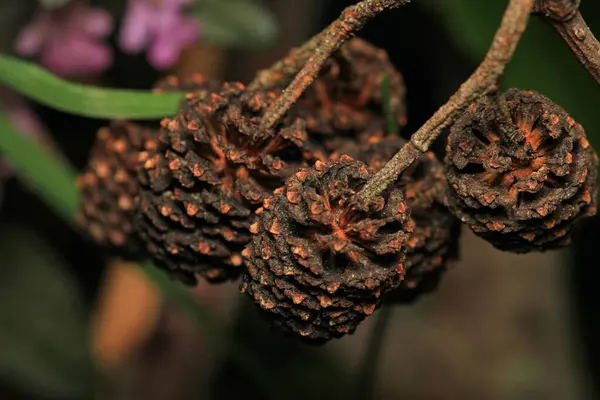 Daha büyük titreyen ot bitkisi makro fotoğrafı