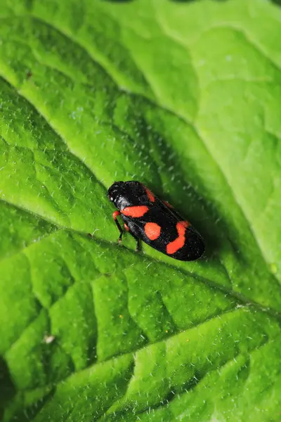 Cercopis incinebilir kırmızı böcek fotoğrafı