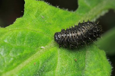 cimbex femoratus sinek larva makro fotoğrafı