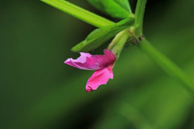 pembe pelargonium zonale çiçek makrosu