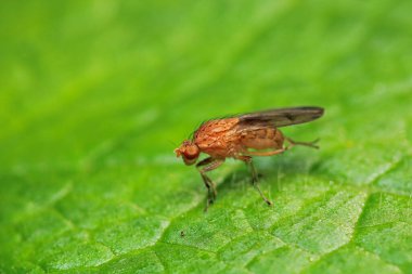 Dönen karasineğin makro fotoğrafı