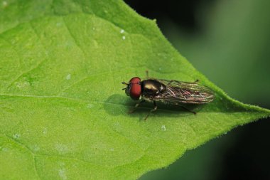Doğal Eupeodes çiçeği sineği fotoğrafı