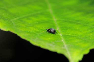 Siyah the Brionidae böcek makro fotoğraf