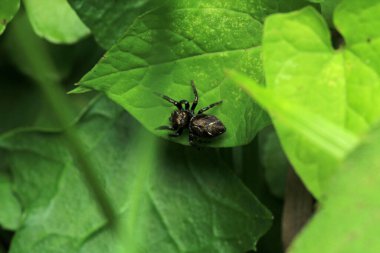 Küçük zıplayan örümcek makro fotoğrafı