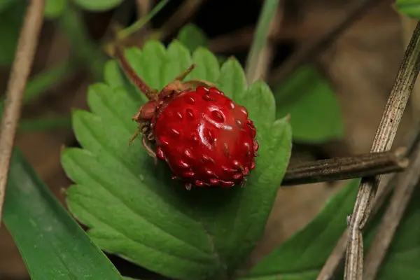 Vahşi bahçe çilekli makro fotoğraf